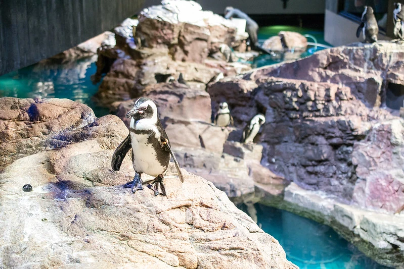 New England Aquarium